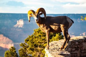 Wild life in Grand Canyon